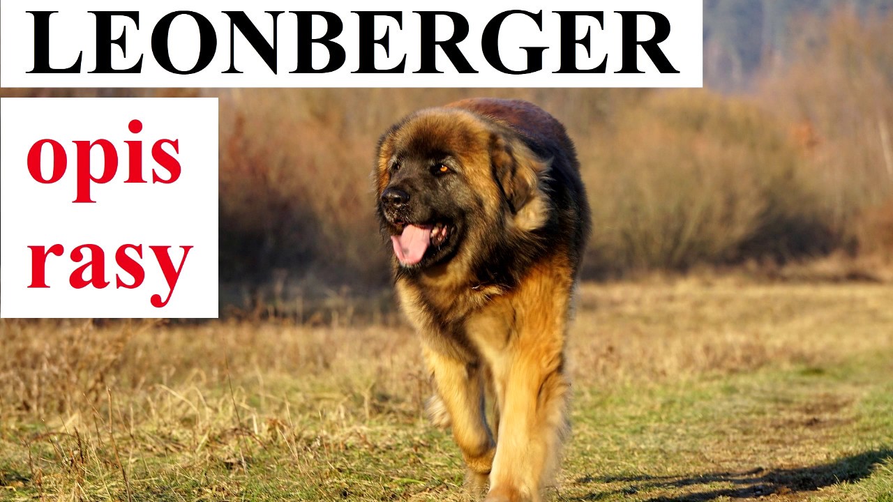 LEONBERGER - OPIS RASY, charakter, zdrowie, historia, wady i zalety