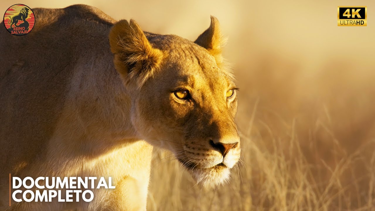 DEPREDADORES DE LA SABANA - Los Maestros de la Caza Africana | Documental Animal