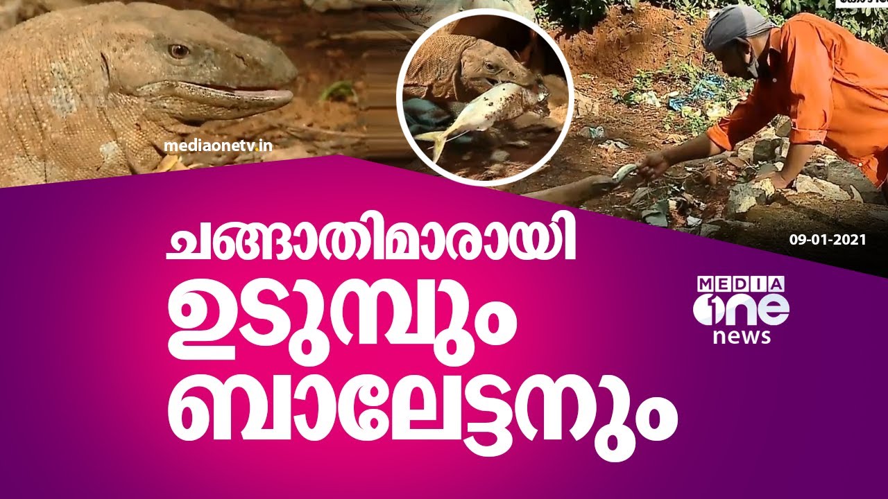 ബാലേട്ടനെന്നാല്‍ ഈ ഉടുമ്പിന് ജീവനാണ്; ഒരു ഉടുമ്പും മീന്‍കാരനും തമ്മിലുള്ള സൌഹൃദത്തിന്‍റെ കഥ
