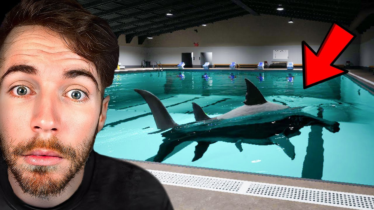 TU N'IRAS PLUS JAMAIS À LA PISCINE (Shark and Minnows)