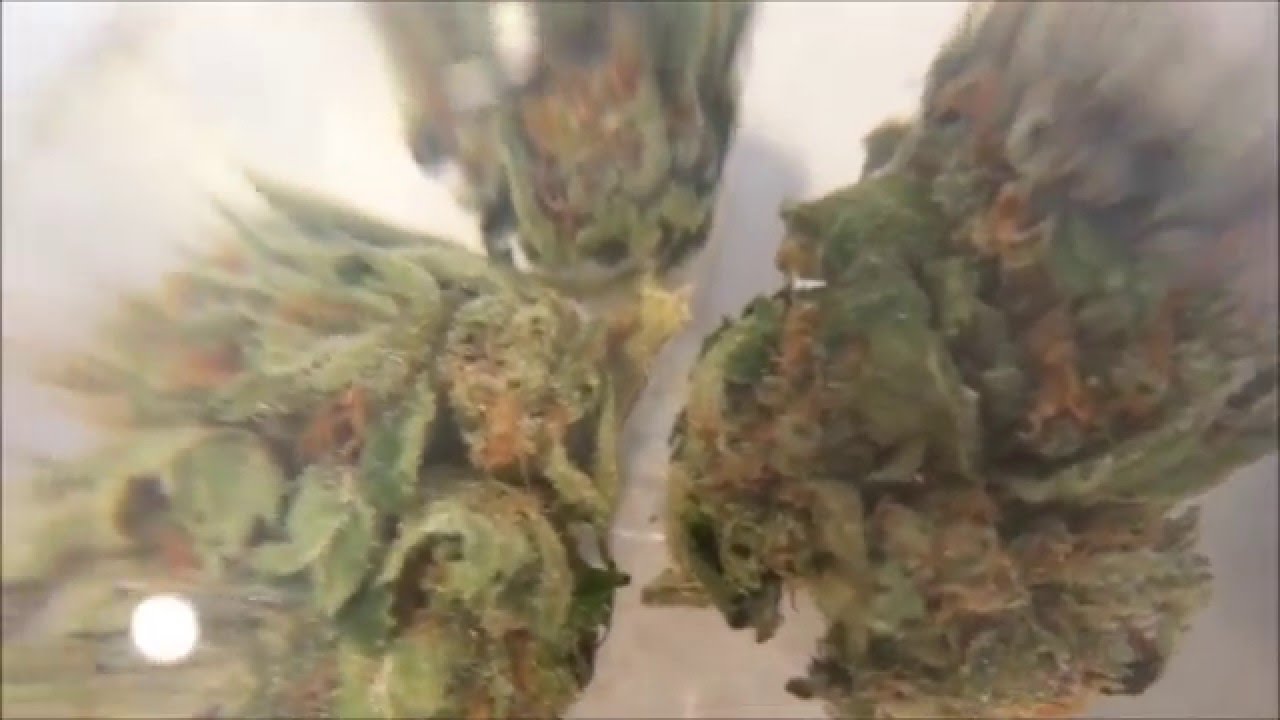 Holy Grail Kush