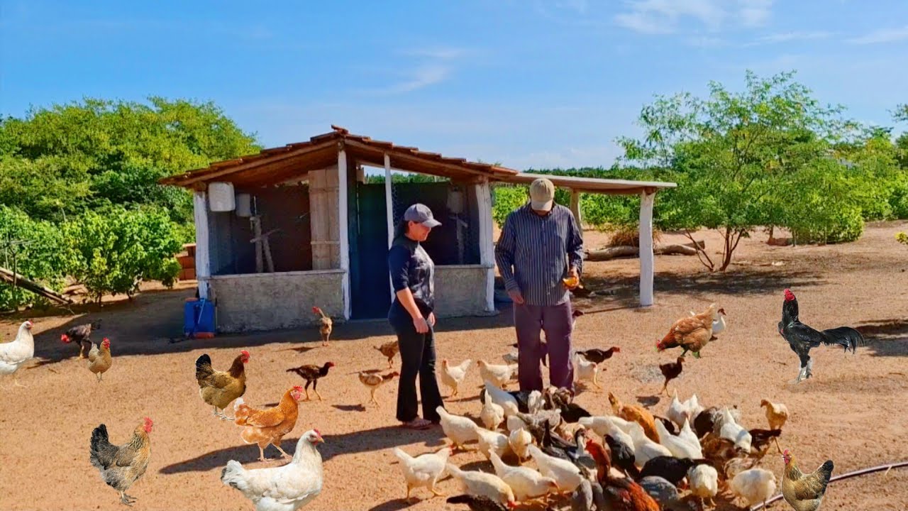 8 DIAS LONGE DO SÍTIO! ME Surpreendi ROTINA  REAL DA ROÇA/Galinhas patos codornas dangangolas almoço