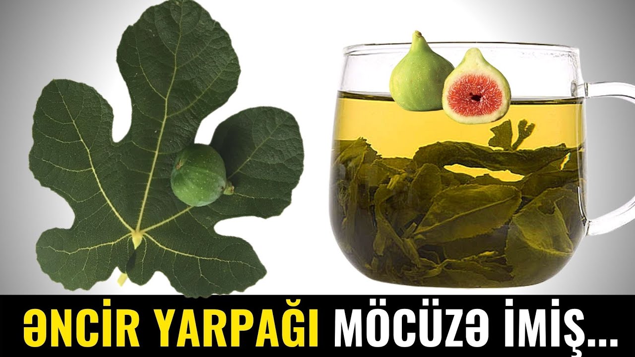 Əncir Yarpağını Qaynadıb İ&ccedil;in - &Ccedil;AYI Min Bir Dərdin DƏRMANI İMİŞ