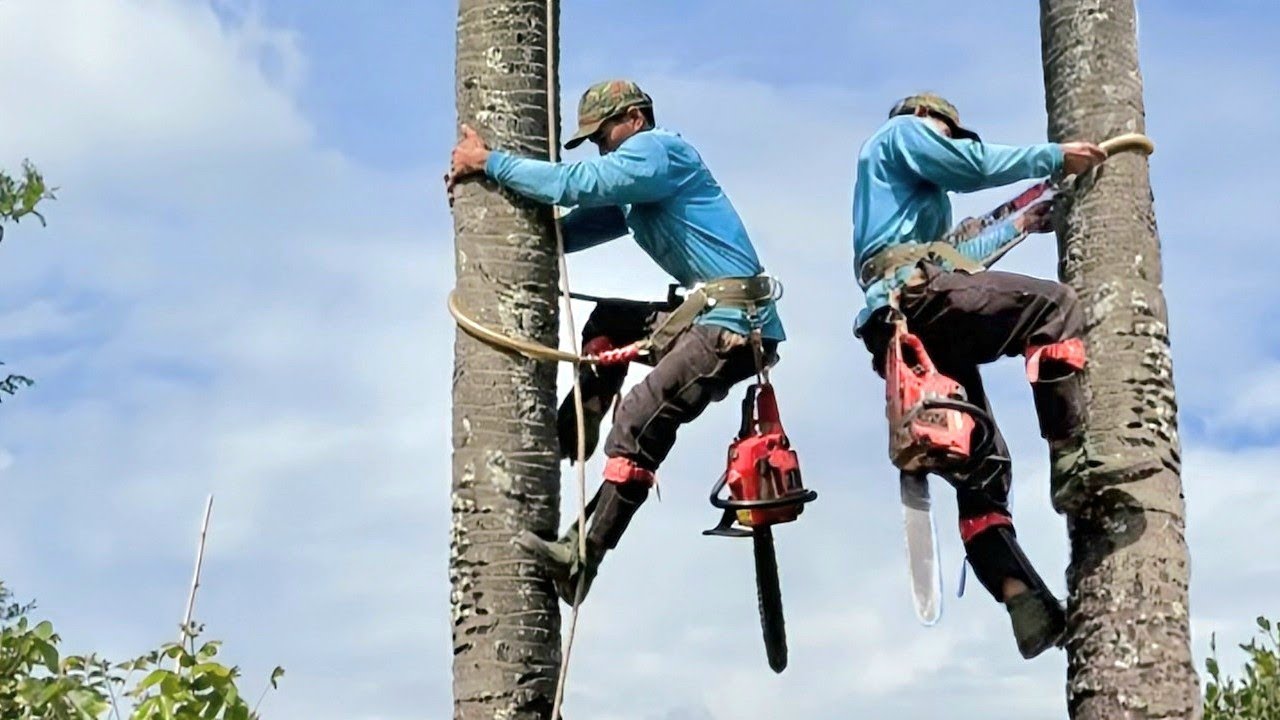 Cưa  cây  thốt  nốt lão  