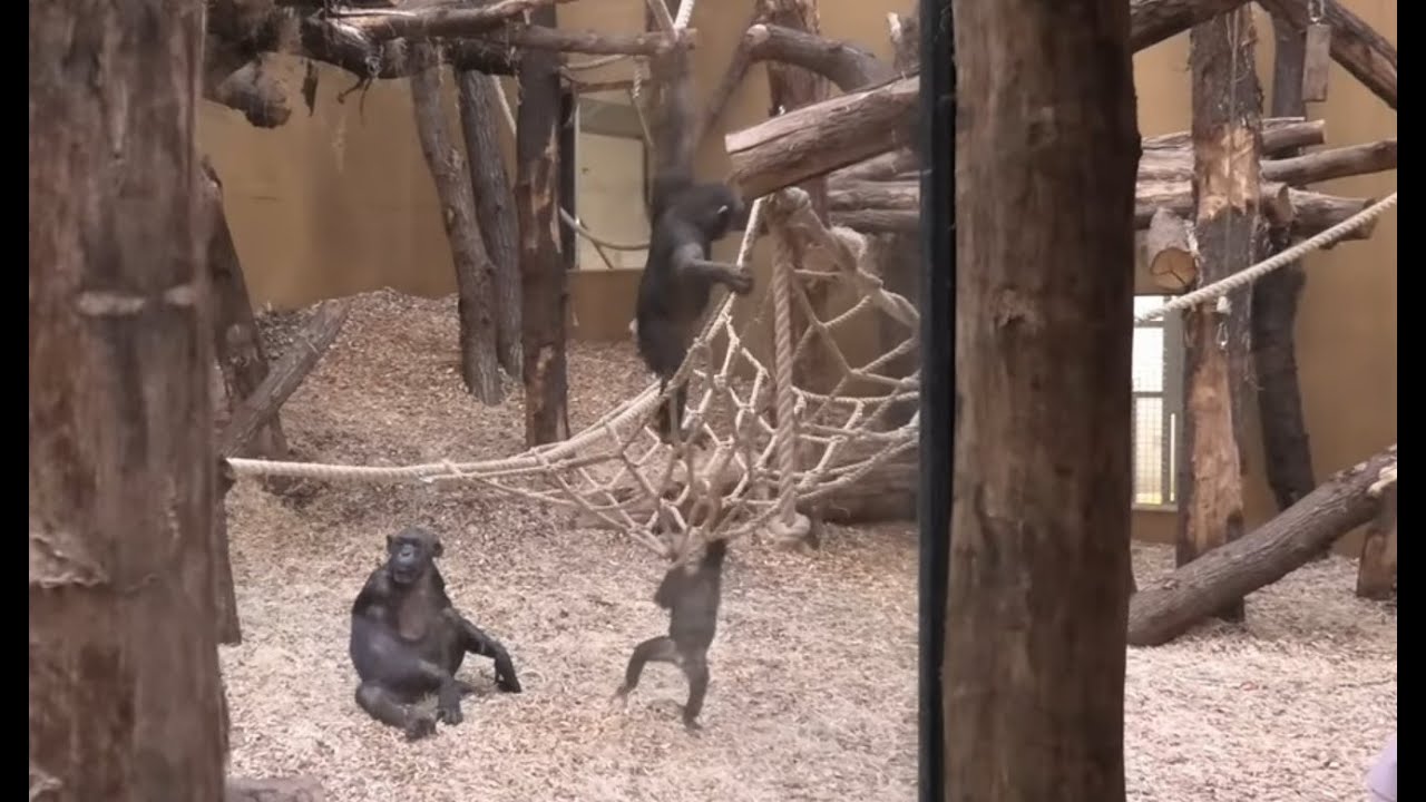 Dierenpark Amersfoort Chimpanseevallei (NEW in 2025!)