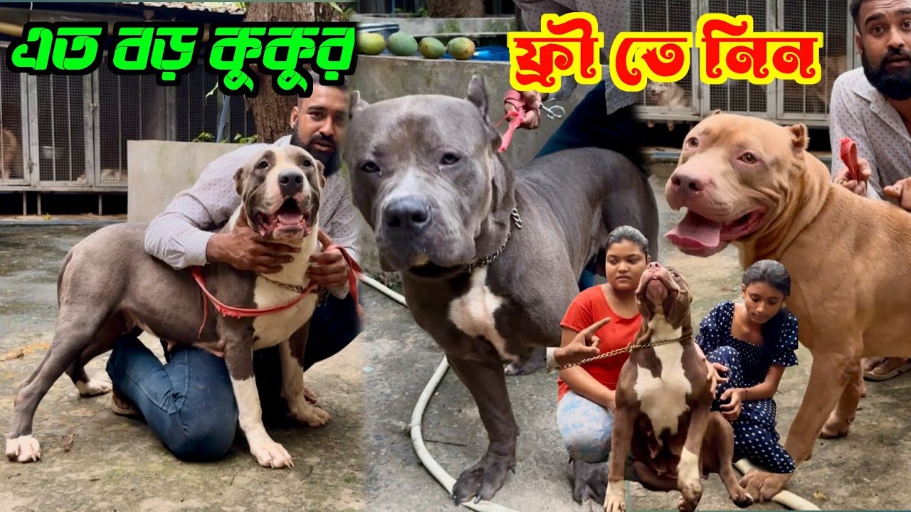 ফ্রী তে Giant Dog নিন! Biggest Dog Kennel in Ashoknagar. Dog Market in Kolkata Price.