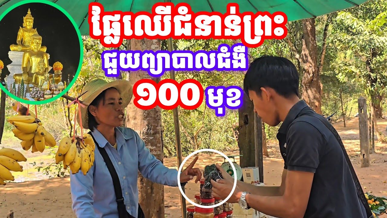 ផ្លែឈើជំនាន់ព្រះ ជួយព្យាបាលជំងឺមួយរយមុខ