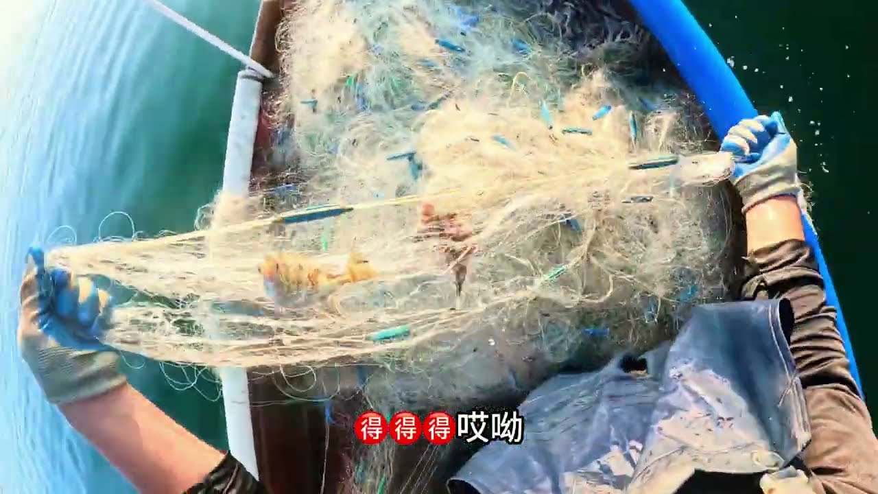 水浅鱼多，这网越拉越有力，这种感觉很过瘾一拉一串串 #渔民生活实拍 #捕捞现场 #赶海 #三农