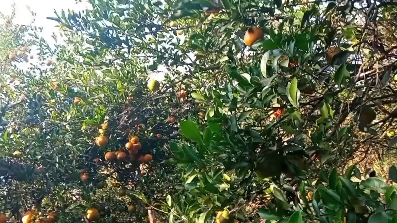NAGPUR ORANGES🍊🍊🍊
