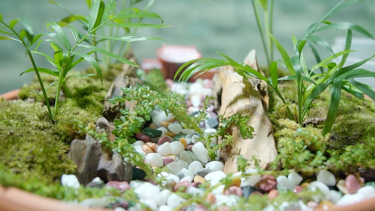 22 Bonsai Green Wilderness Maze - How to make bonsai micro landscape
