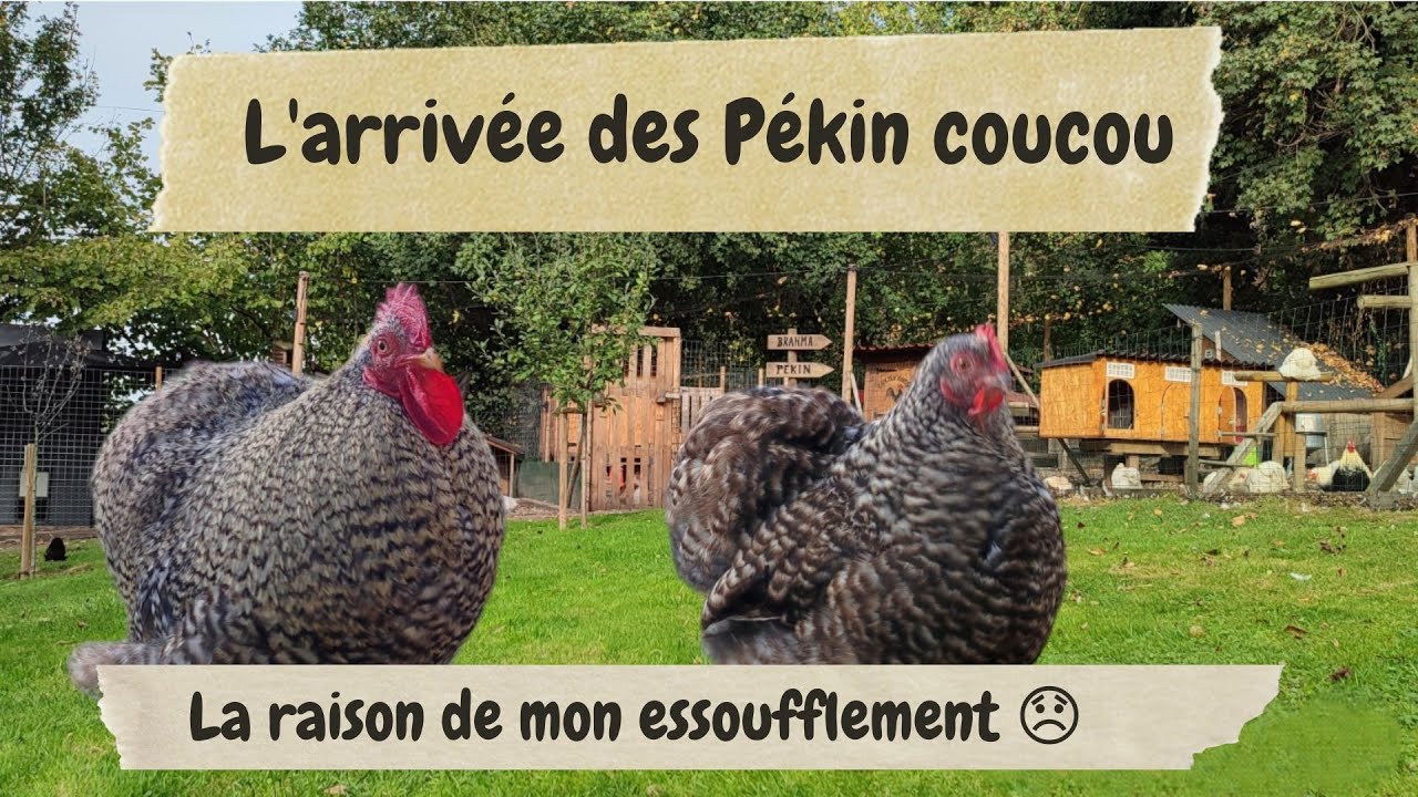 Du nouveau a l'élevage présentation des poules Pékin coucou