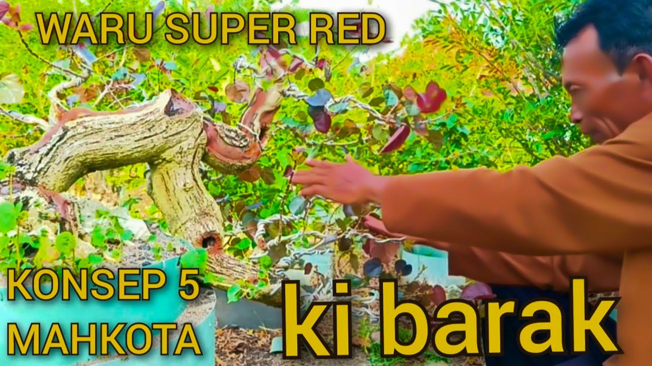 WARU SUPER RED, PEMBUATAN KONSEP 5 MAHKOTA, DG LIUKAN BATANG EKSTRIM@mahkotabonsai#belajarbonsai