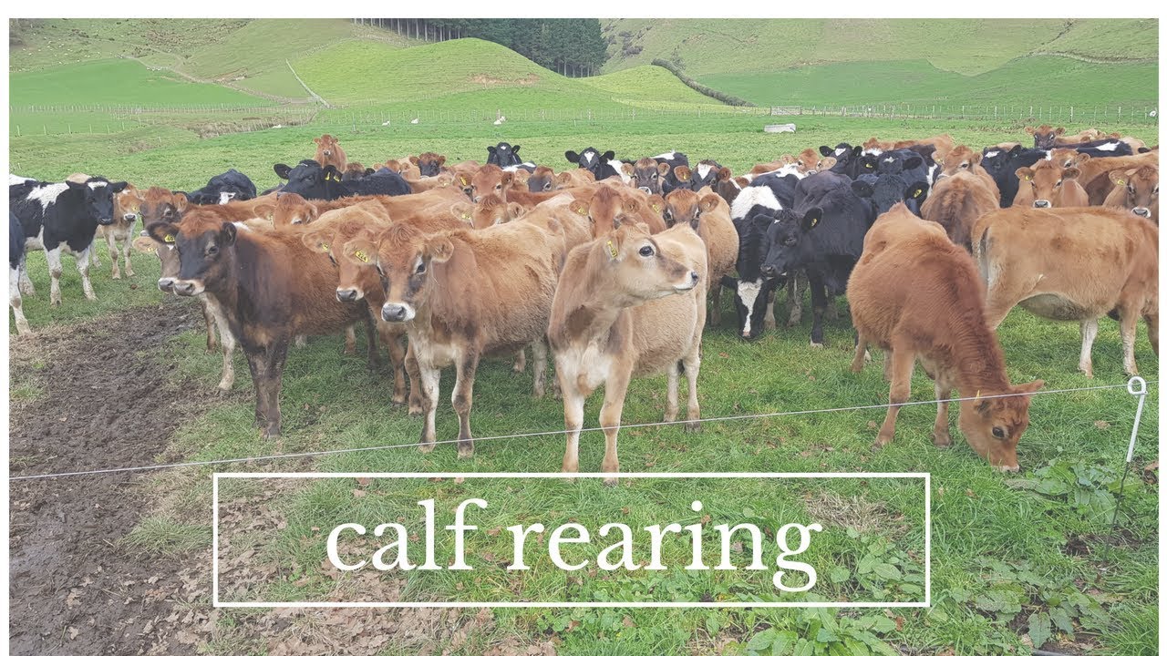 CALF REARING!!!!