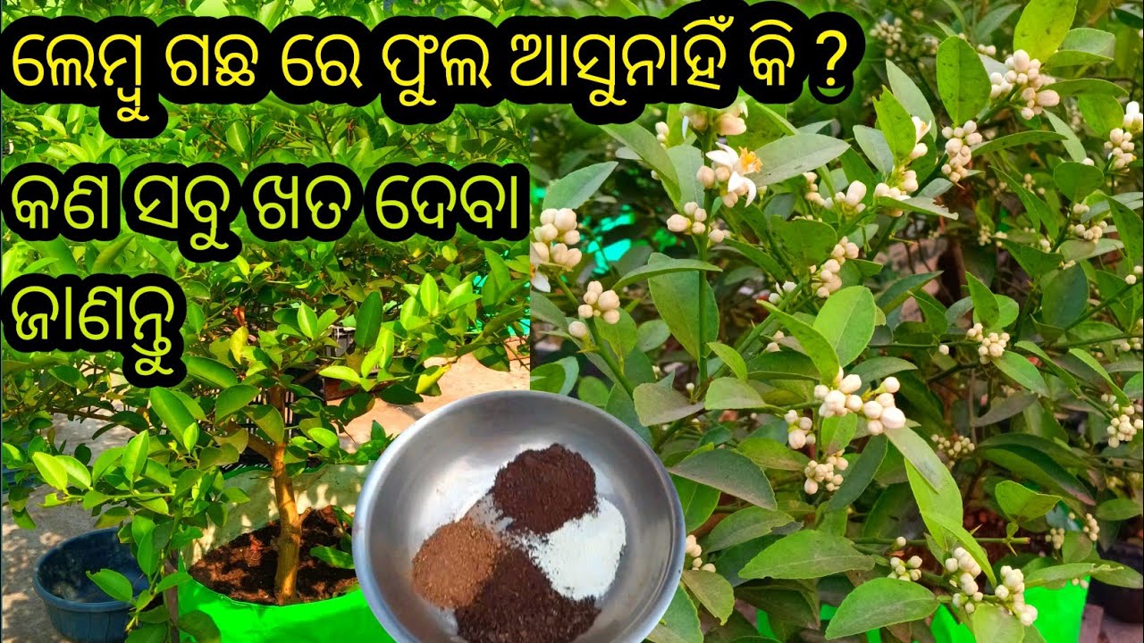  ଲେମ୍ବୁ ଗଛ ରେ ଫୁଲ ଆସିବା ପାଇଁ କଣ ସବୁ ଖତ ଦେବା ! Lemon Plant Not Flowering? Try This Organic Fertilizer