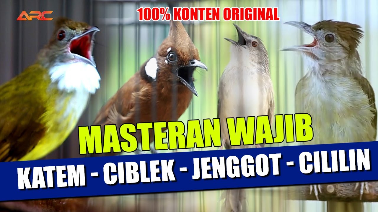 MASTERAN KAPAS TEMBAK - CIBLEK - CUCAK JENGGOT - CILILIN