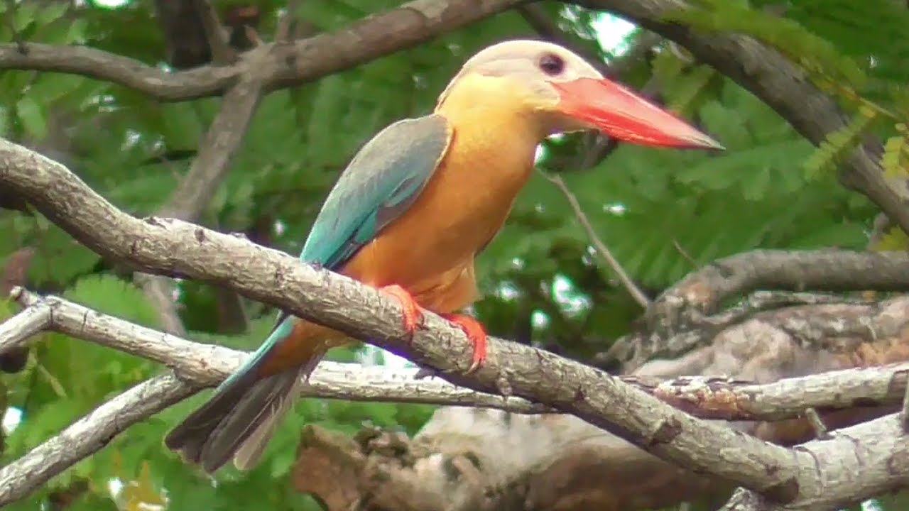 Thailand Series #5 - Stork-Billed Kingfisher