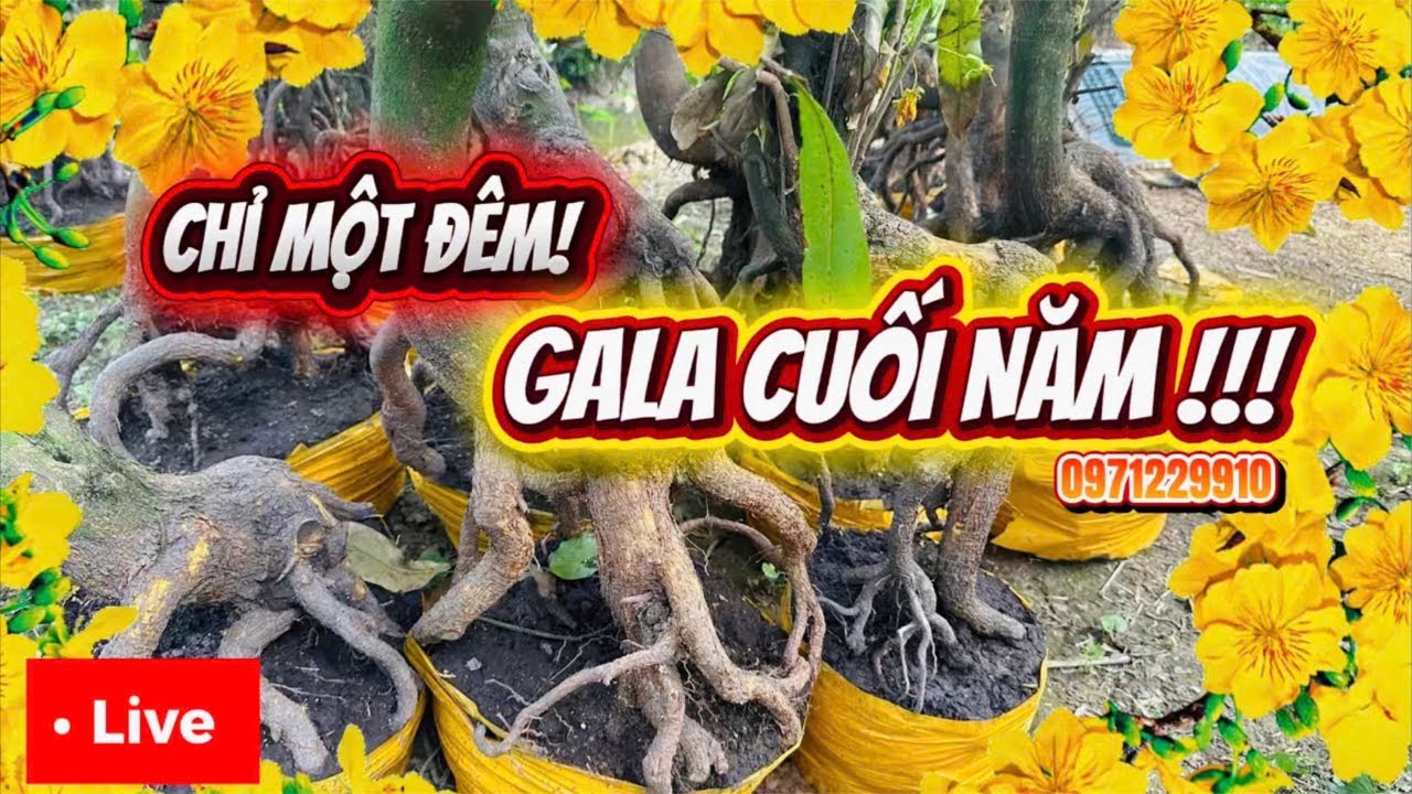 LIVE 🌼21:40 07/02 Tri Ân cuối năm siêu rẻ đêm khuya 📞0971229910 Liêm
