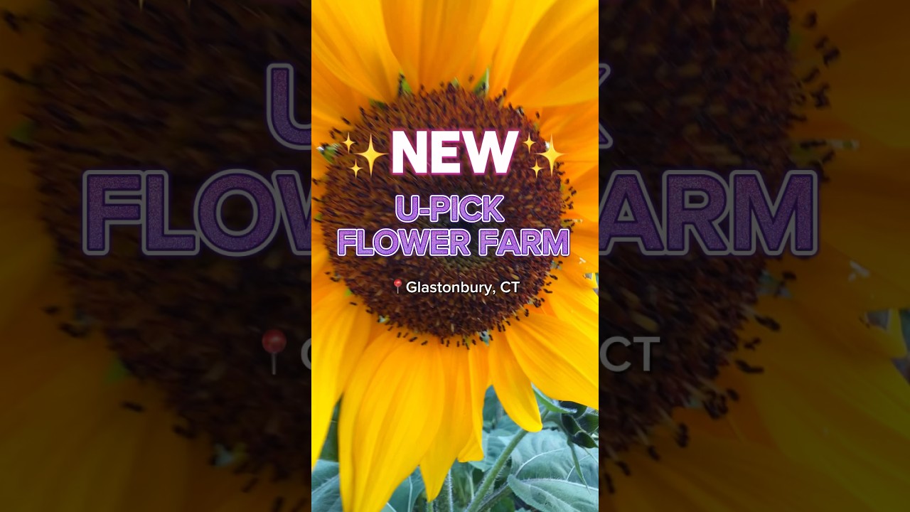 New U-Pick Flower Farm in Connecticut