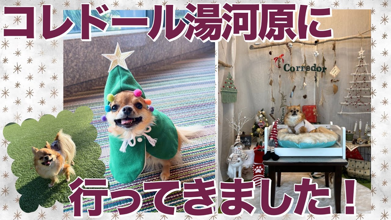 パテラ手術後初めての旅行に行ってきました！コレドール湯河原Dog&resort【４歳のチワワの女の子】