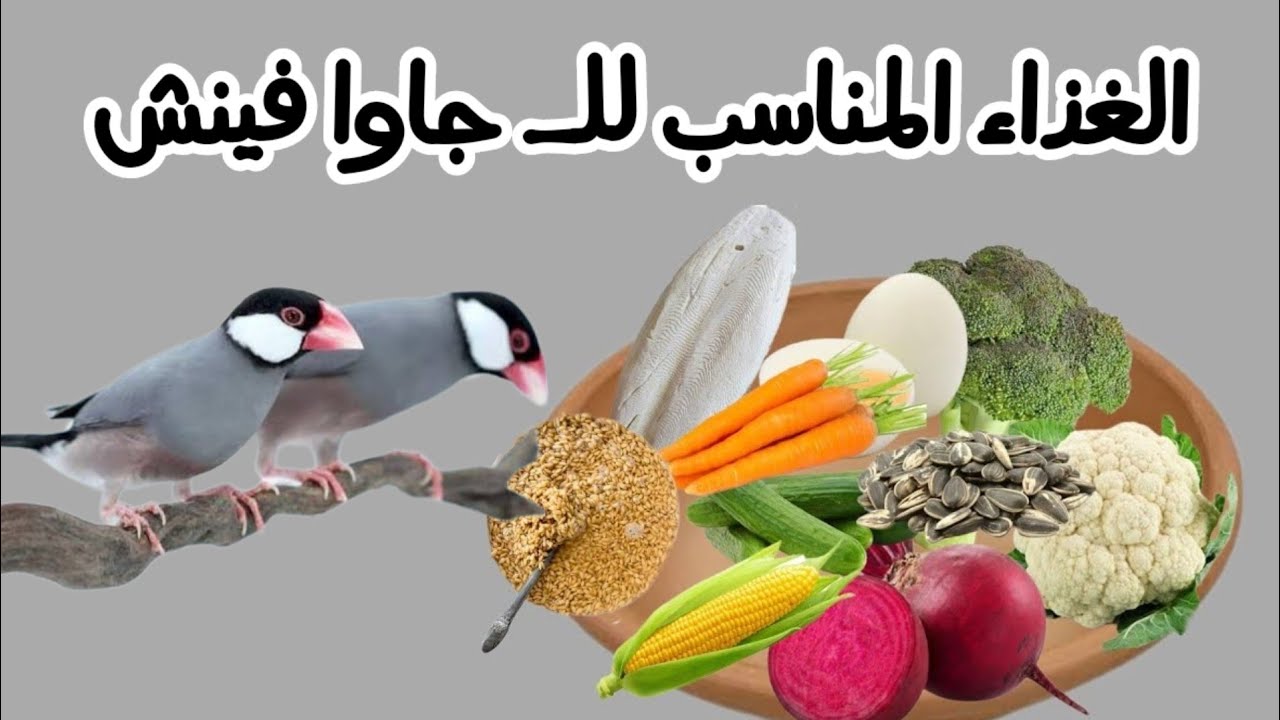 غذاء الجاوا فينش فى مختلف مراحل عمره