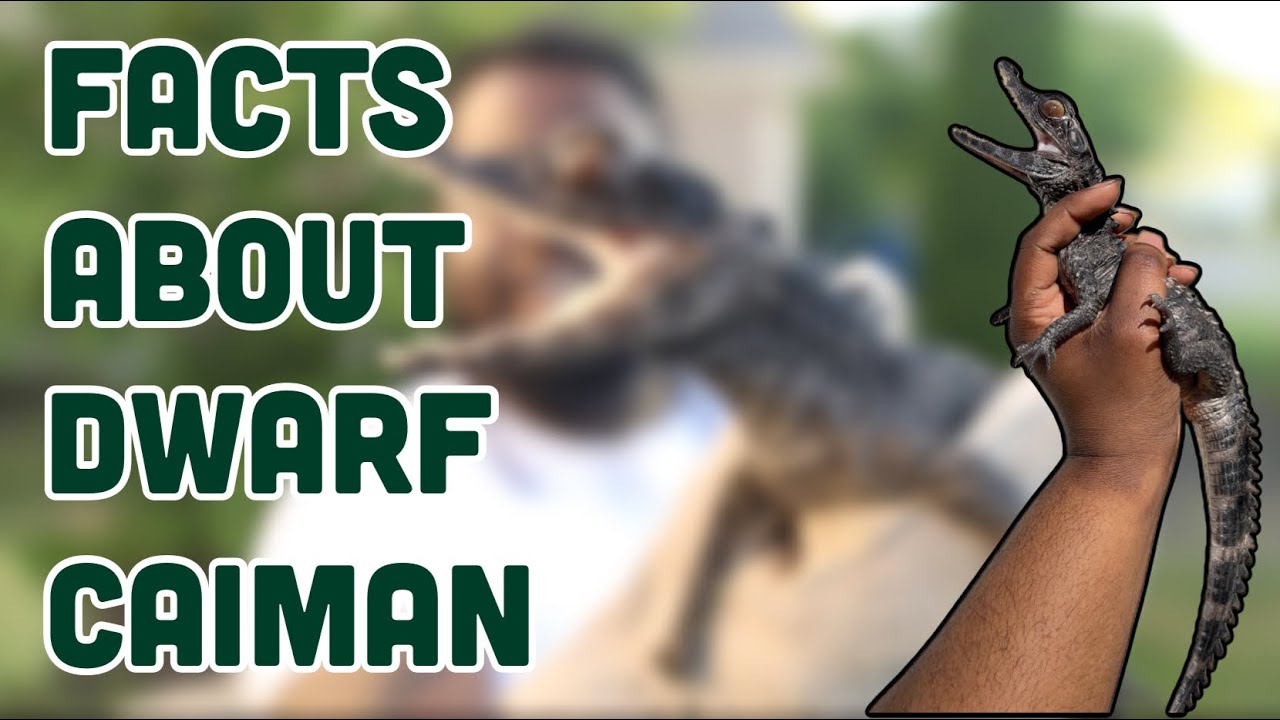 Dwarf Caiman Facts!!