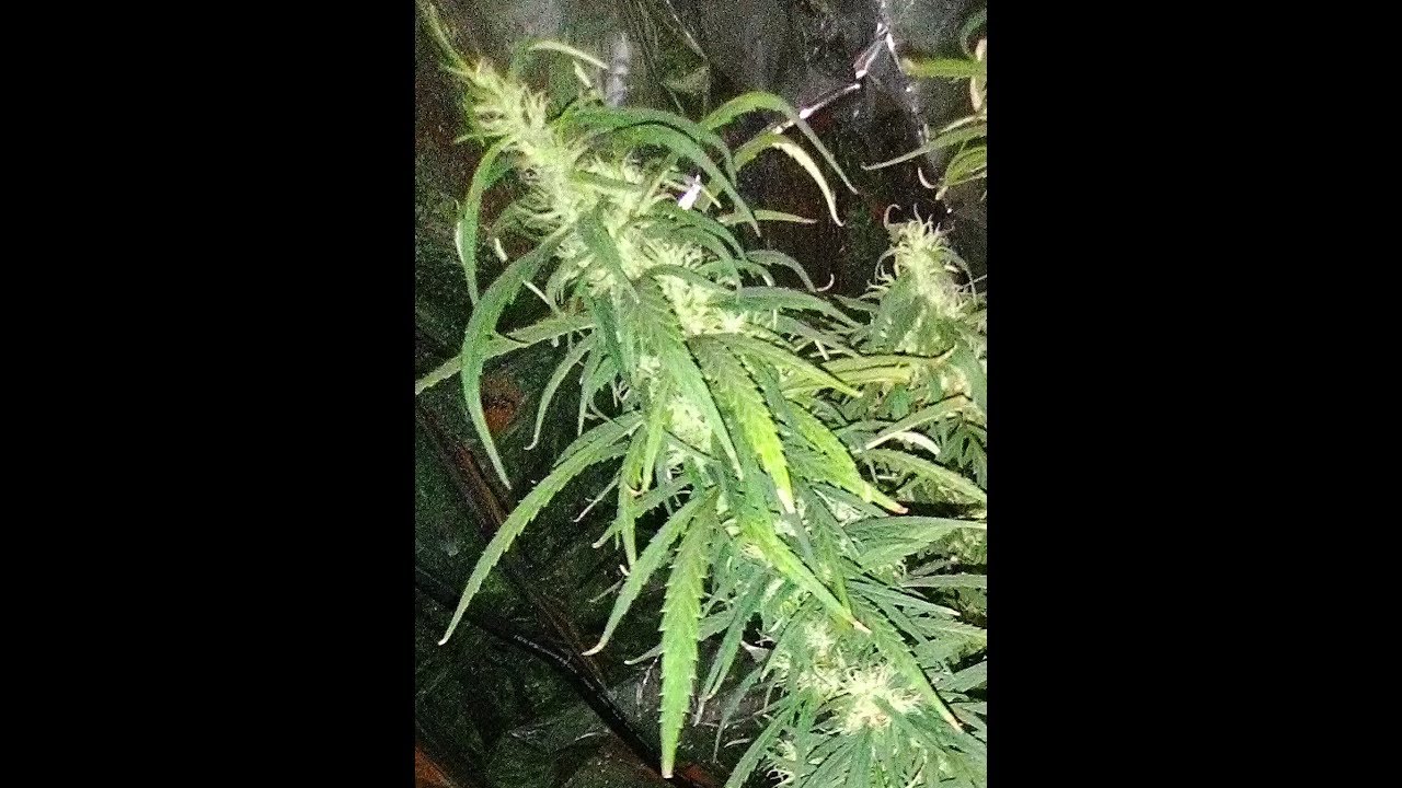 Update on Key lime fusion