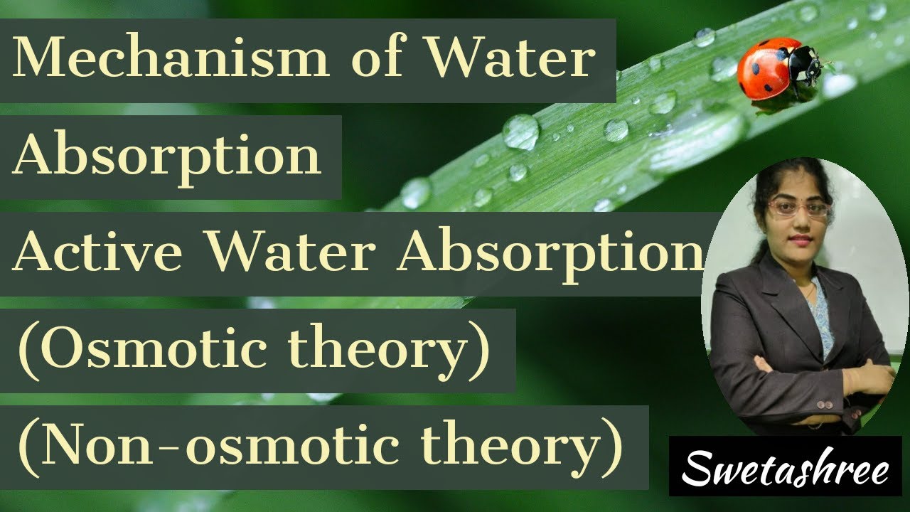 Mechanism Of Water Absorption || Active Water Absorption  || Osmotic Theory || Non-osmotic Theory .
