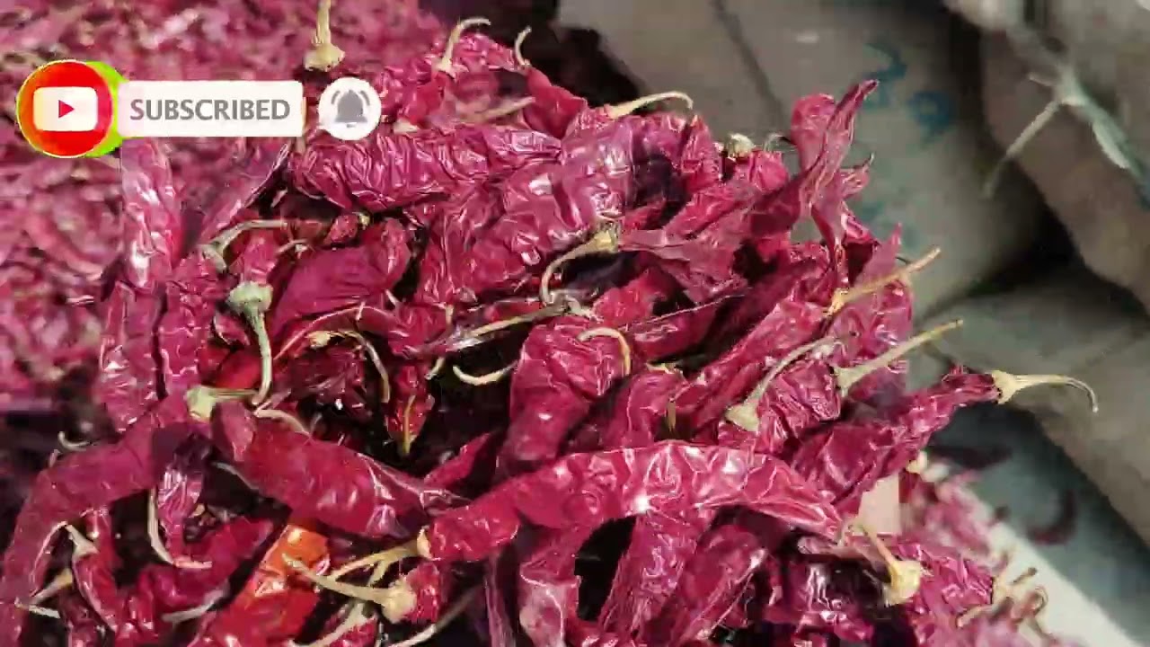 Today 🌶️Byadgi Karnataka 🔥Dry Red Chilli 🔥 Market Report Arrival 59000 Bags all quality price study