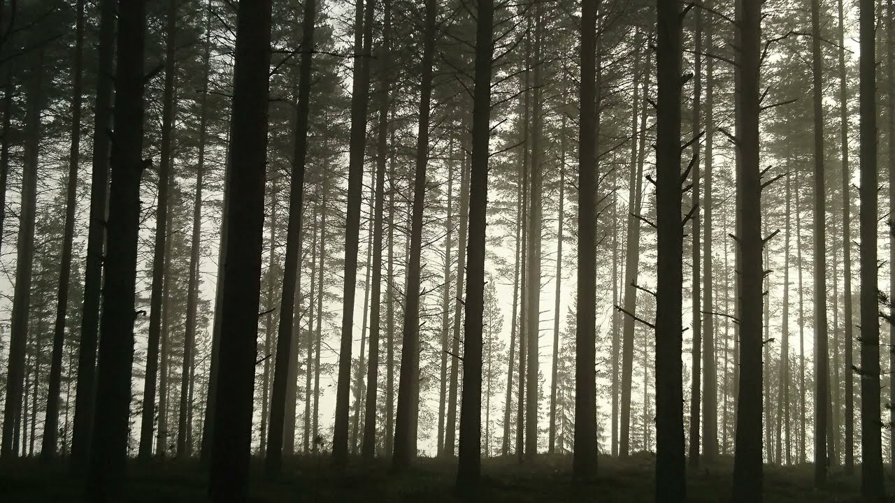 Lazarus Moment - Forests Calling