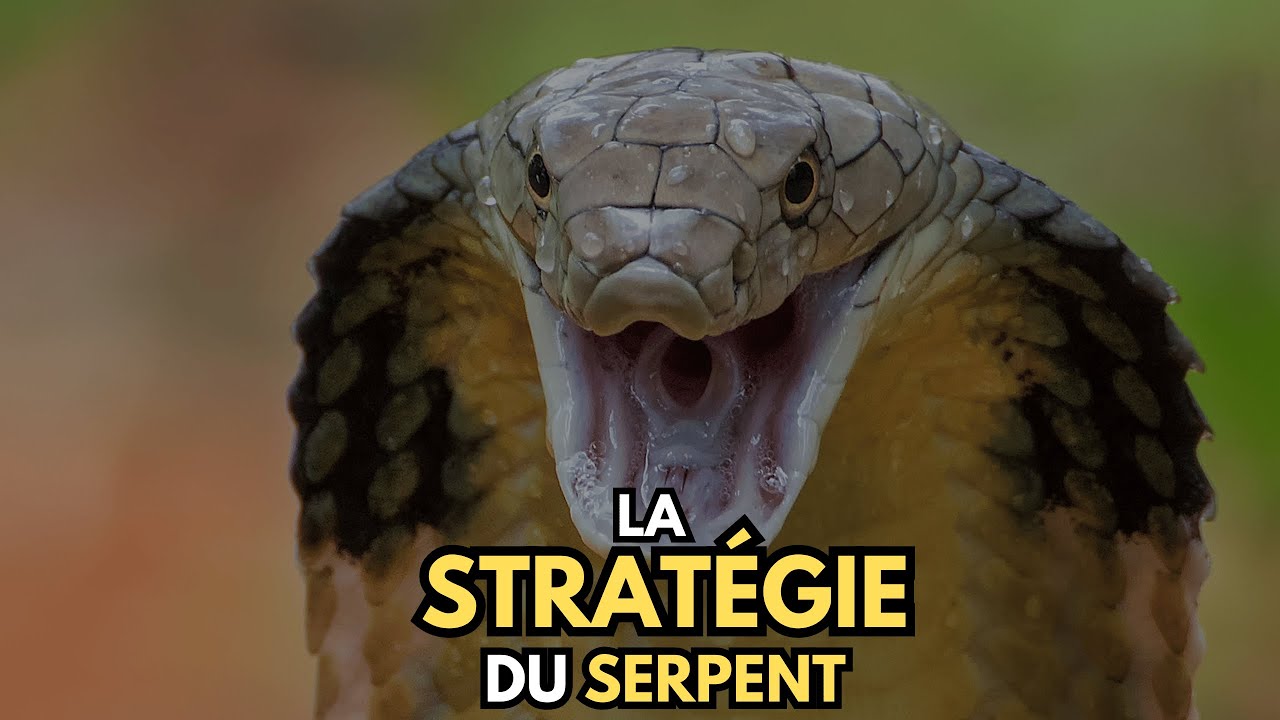 La Stratégie Secrète des Plus Grands Leaders | Motivation