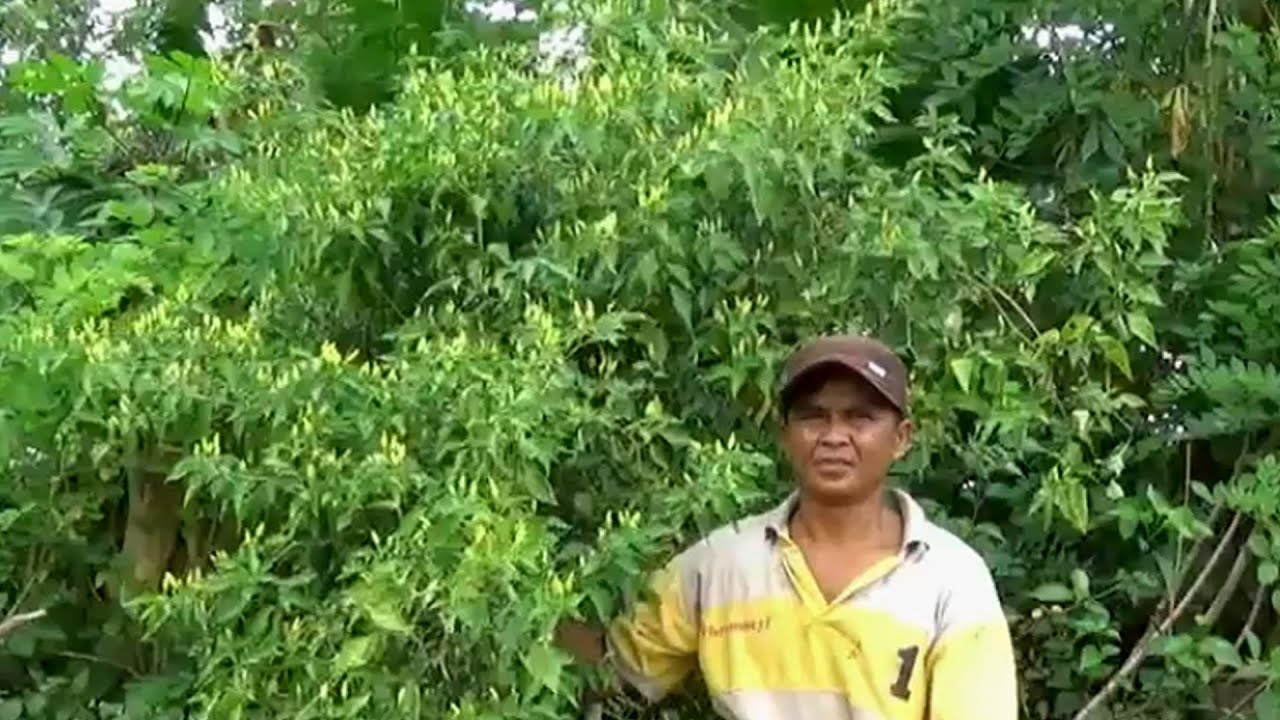 BENIH CABE RAWIT HUTAN ❗❗ Tahan Gemini Virus & Hama Serta Tumbuh Raksasa Dan Berumur Panjang