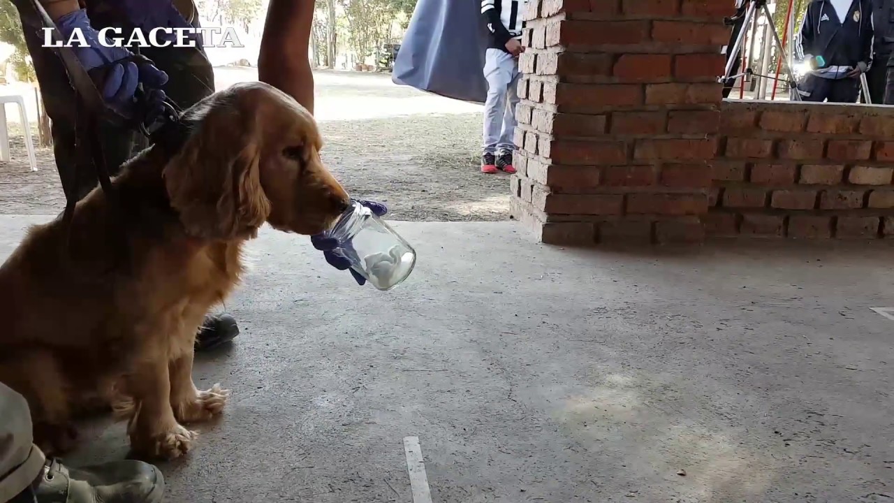Odorologia: la nueva técnica para buscar personas a través de perros