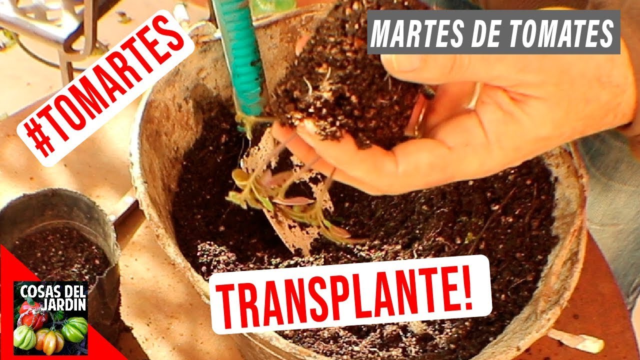 A TRANSPLANTAR TOMATES - - #TOMARTES EP: 04