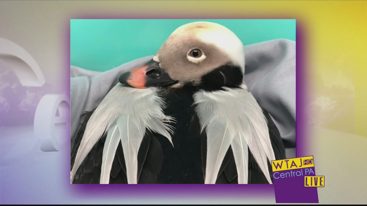 1-9 Wildlife Wednesday: Long Tailed Duck Discovery