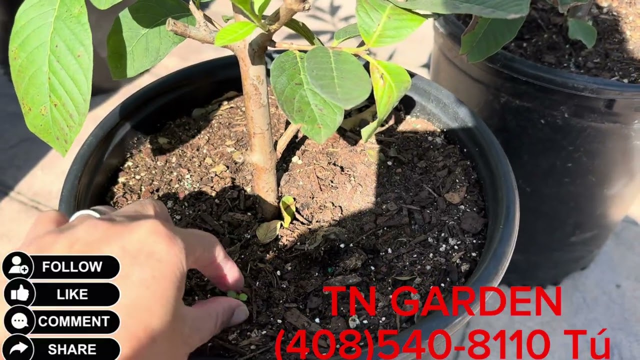 Cùng tụi em xuống cây ..các loại dâu tằm trắng và đen ..táo GA866..Chico và táo hồ lô cây lớn và nhỏ