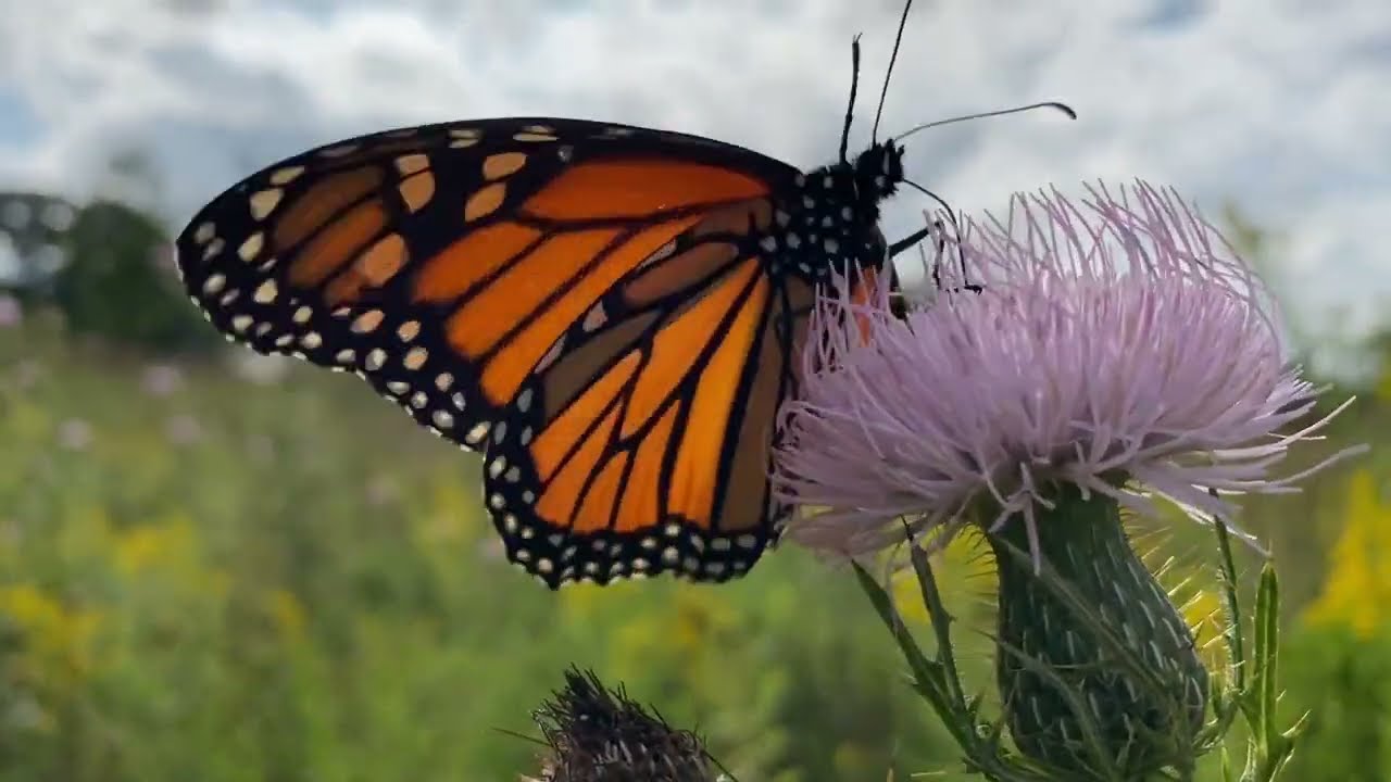 Thistle & Goldenrod 🦋 Quiet Moments
