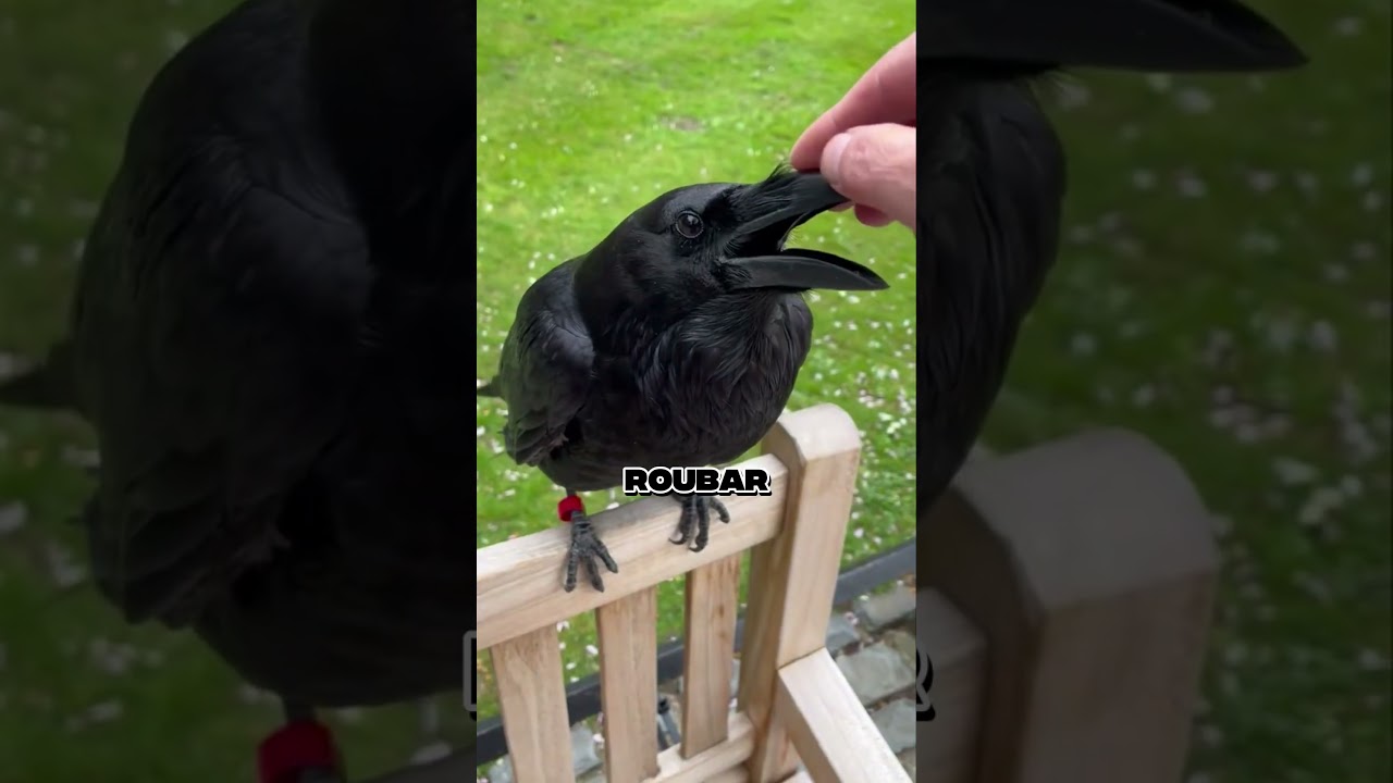 J&aacute; viu um corvo FALANDO?