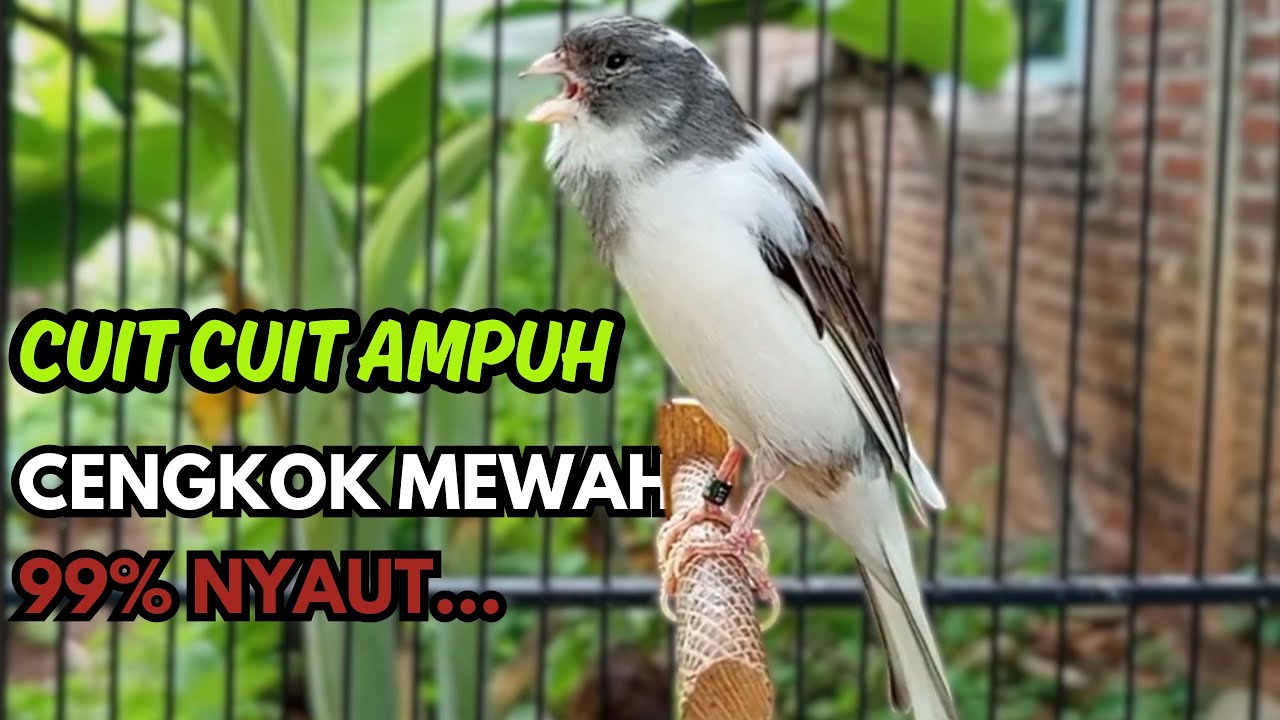 KENARI GACOR  Cuit CUIT BIRAHI SUARA Kenari MASTERAN TERBAIK UNTUK PANCINGAN & MASTERAN Kenari PAUD