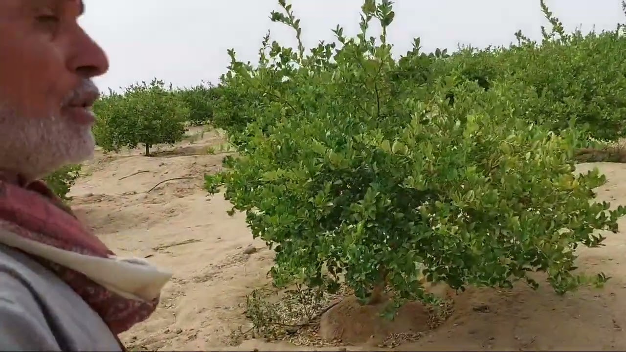 مزرعة ٢٧ فدان ١٥ فدان شجر مثمر و٥ برسيم حجازى و٧ فدان مجهزه للزراعه