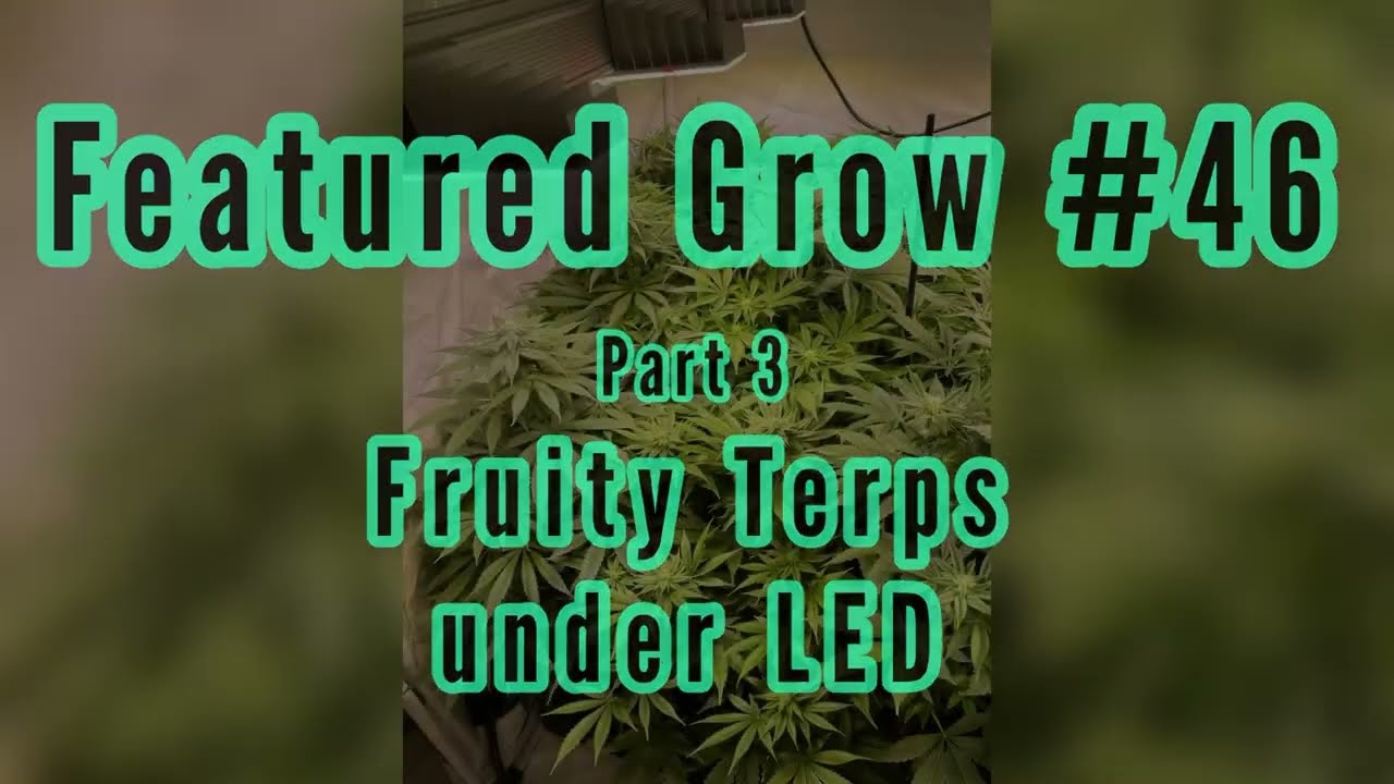 FEATURED GROW #46: FRUITY TERPS under LED - Part 3: Flowering:  Week 11 to 13 of the Grow