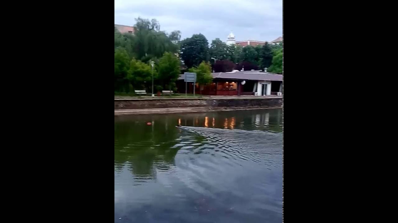 Caine curajos Timisoara Bega