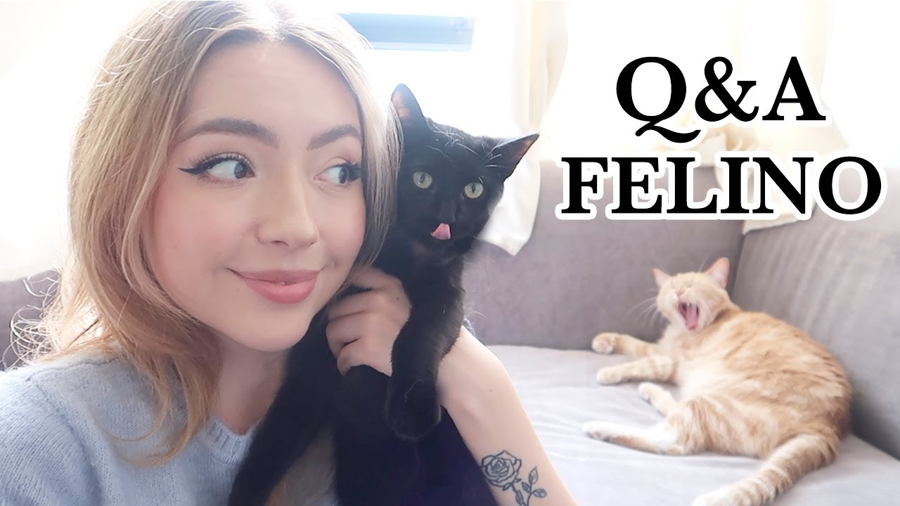 Q&A de mis gatos: Adopci&oacute;n, convivencia, comida y m&aacute;s!