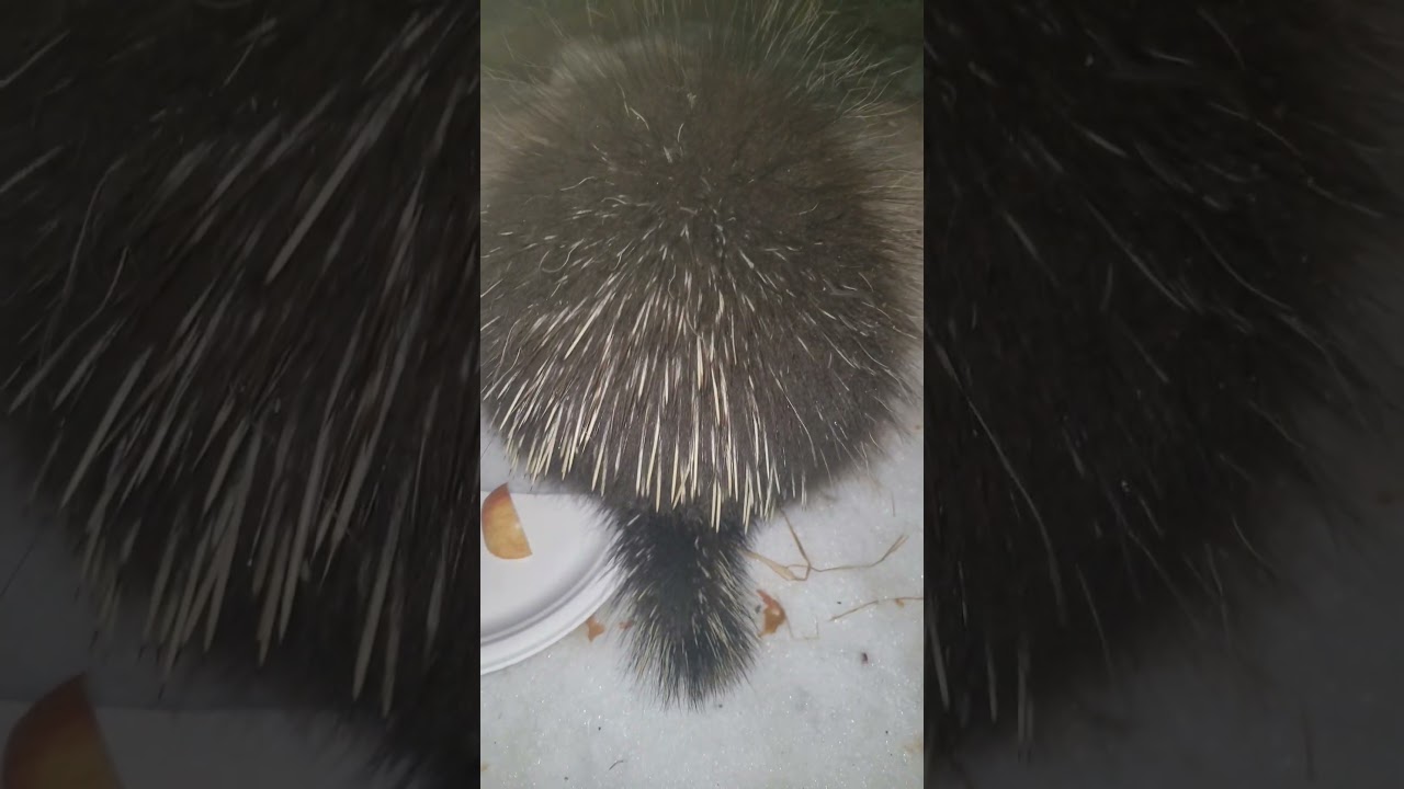 PeterQuill taste testing #tastetest #cute #wildlife #nature #Canada #fyp