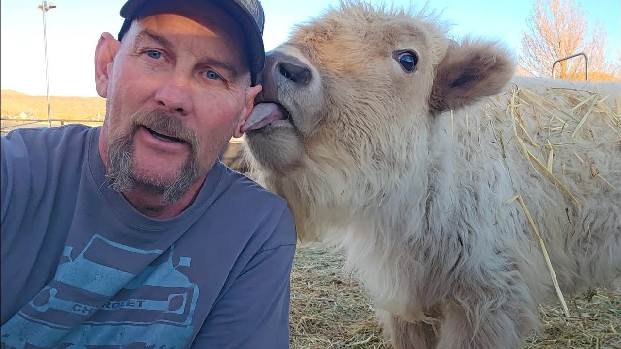 Bison and their teeth...    