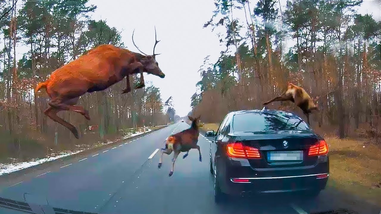 A Natureza &eacute; Inacredit&aacute;vel - Cervos colidem com sal&atilde;o de cabeleireiro
