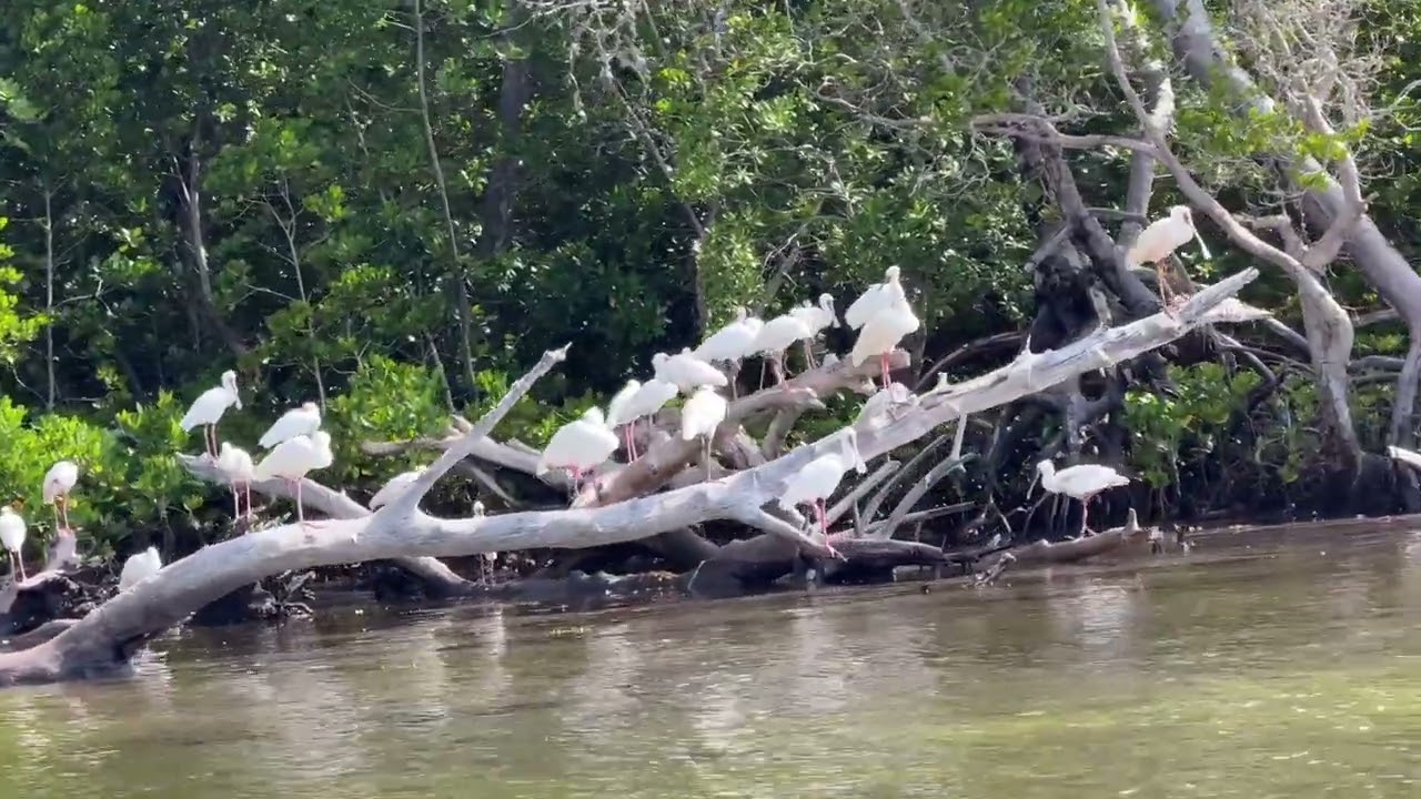 Let’s go explore the mangroves of Mida Creek 