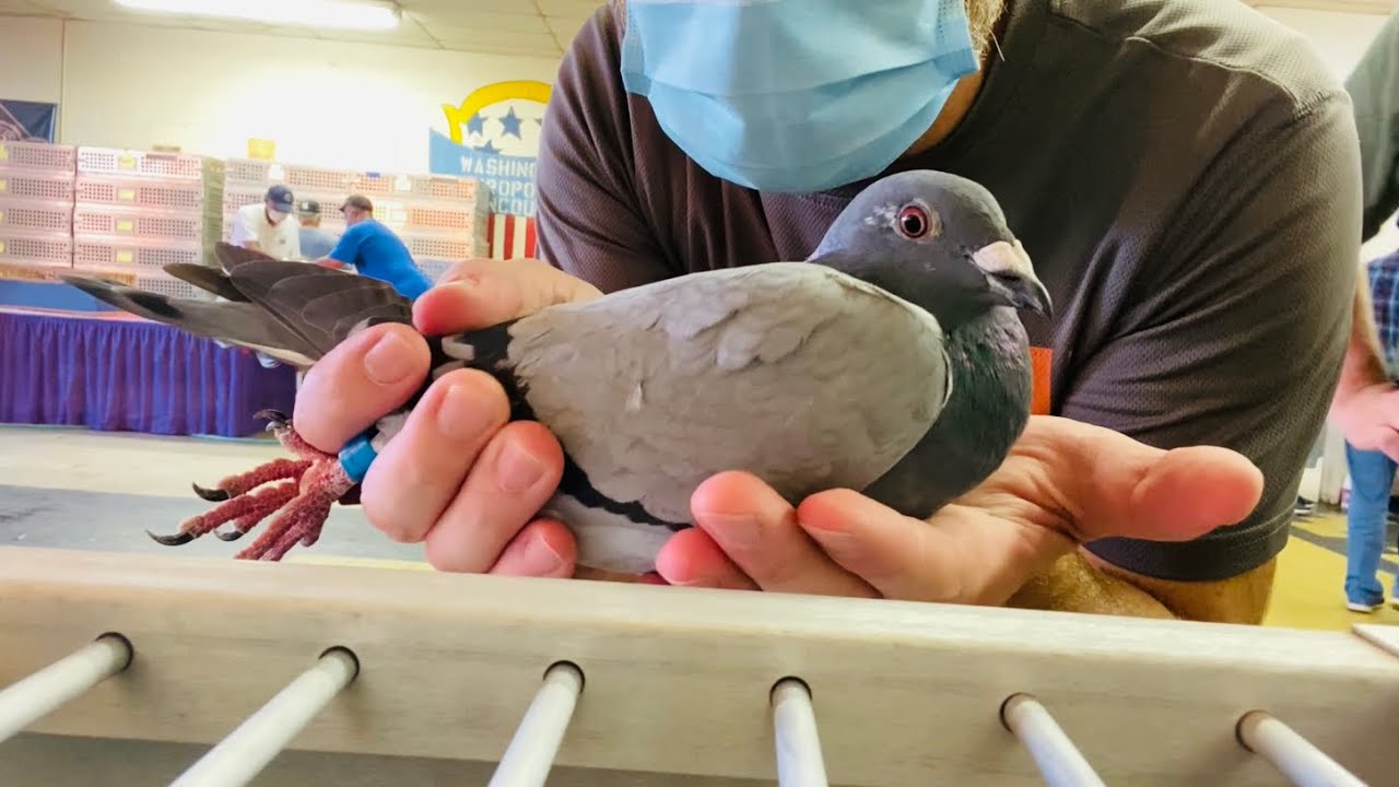 2020 AU Racing Pigeons Convention Race: shipping and loft update