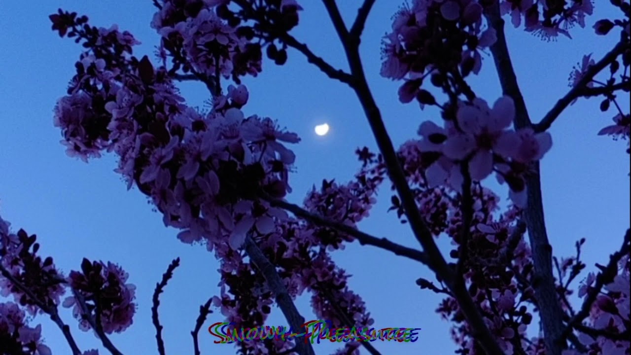 Better Place (Family Harmony) - Various Artists (from Trolls Band Together) {Slowed + reverb}