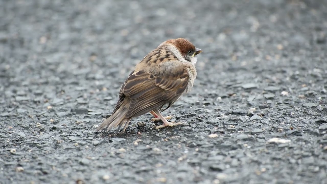 #60211 #スズメ #sparrowbird #birds #sparrow #すずめ