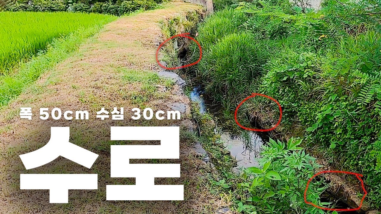 아주 좁은 수로에 살고있는 배스ㅣ킹크라운 찍먹